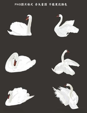 白天鹅素材