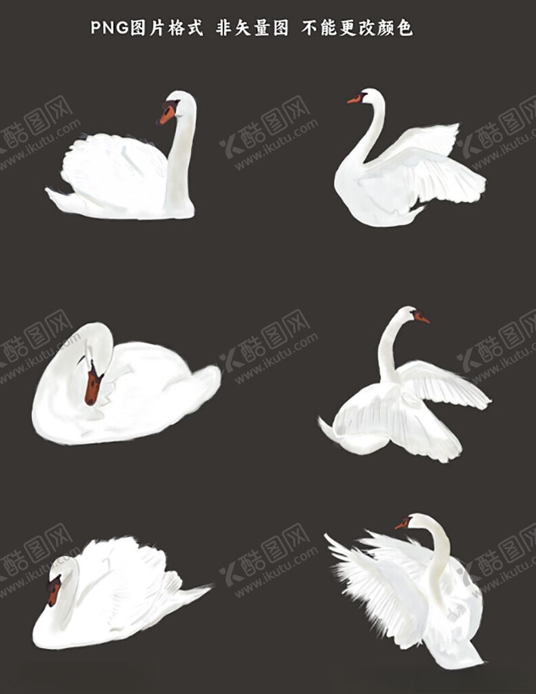 编号：77258804162142526354【酷图网】源文件下载-白天鹅素材