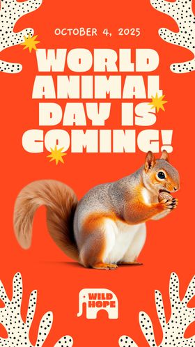 世界动物日松鼠宣传图