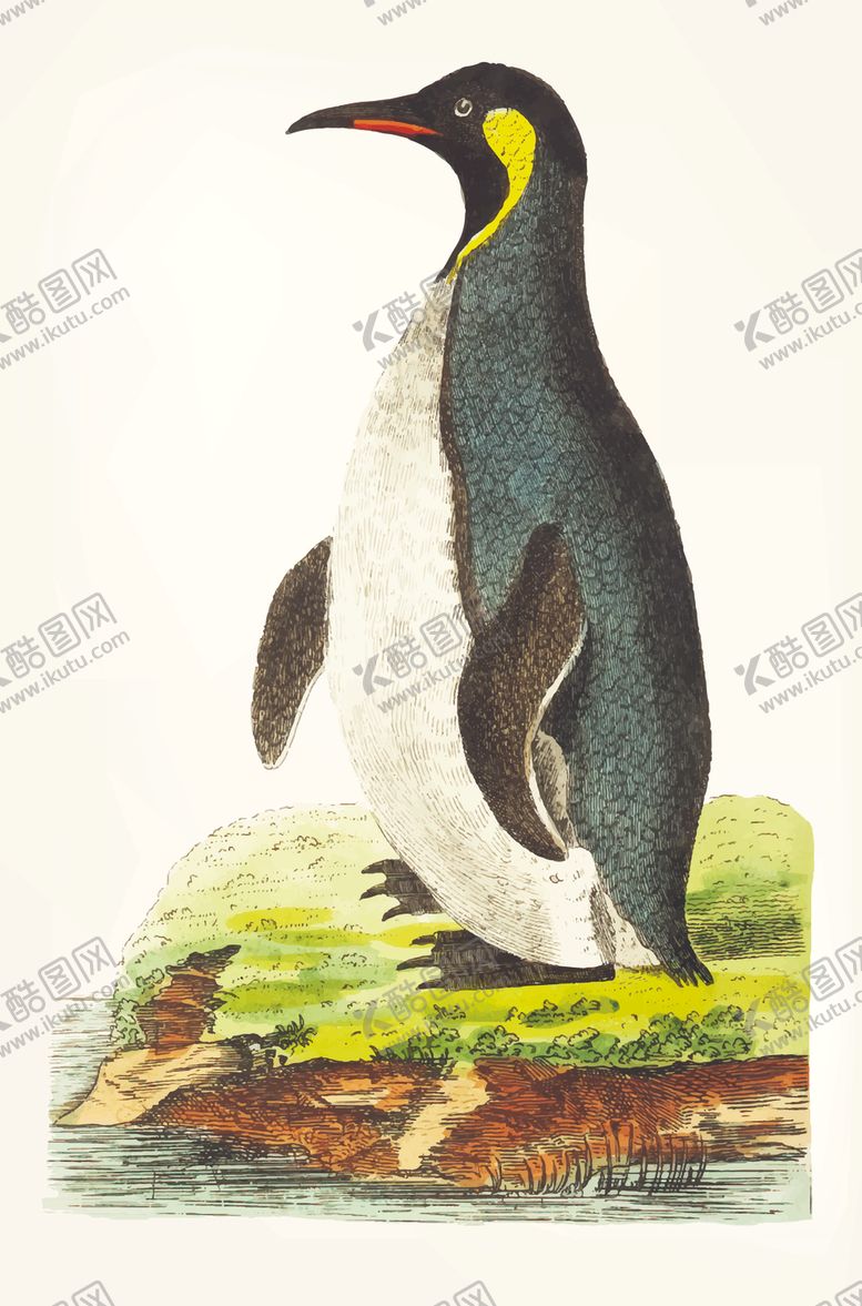 编号：64818705020804375126【酷图网】源文件下载-鸟类插画