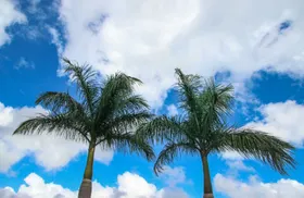 椰树植物自然景观花草