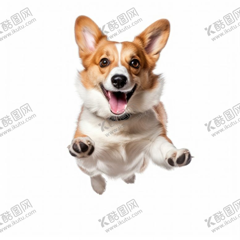 编号：89969312011329507834【酷图网】源文件下载-柯基