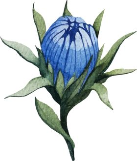 水彩植物