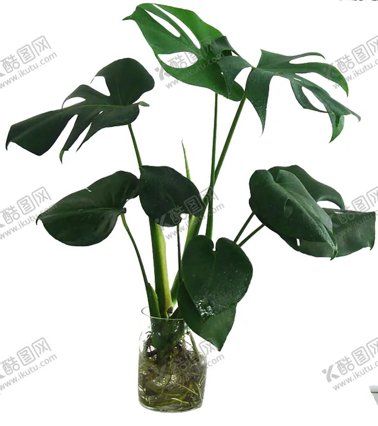 编号：80123706280537151003【酷图网】源文件下载-绿色植物