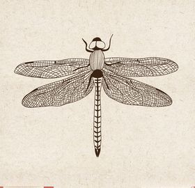 矢量动物矢量植物插画手绘