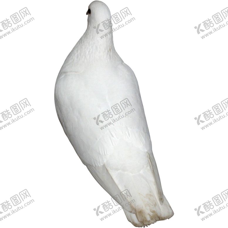 编号：21683409202339503649【酷图网】源文件下载-鸽子