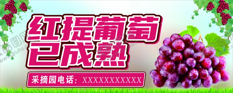 编号：82666110282236428029【酷图网】源文件下载-红提葡萄已成熟