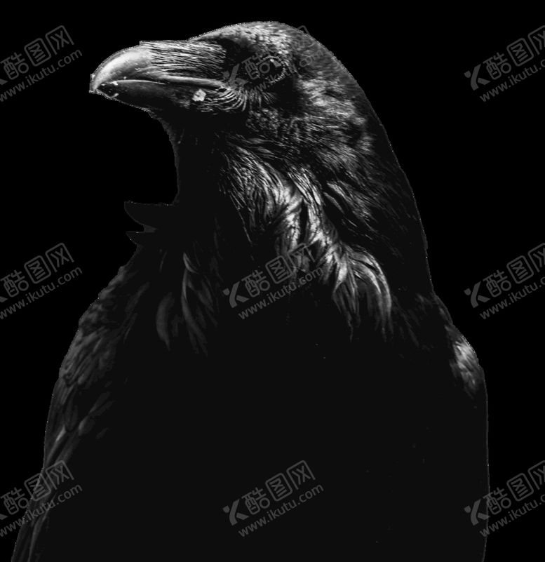 编号：48710310181434239745【酷图网】源文件下载-动物