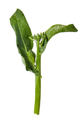 蔬菜芥兰农作物菜