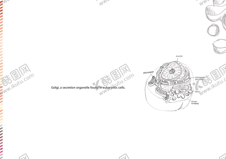 编号：68051210290849069309【酷图网】源文件下载-画册内页设计