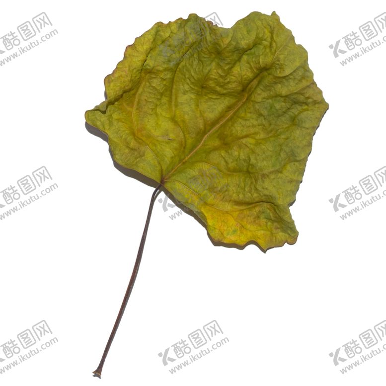 编号：19953510090014077976【酷图网】源文件下载-树叶
