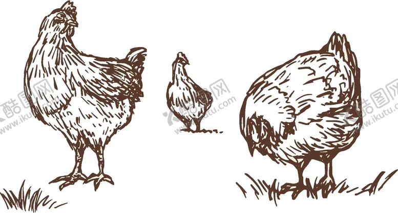 编号：16375910070336141540【酷图网】源文件下载-手绘线描鸡矢量图底纹母鸡柴鸡