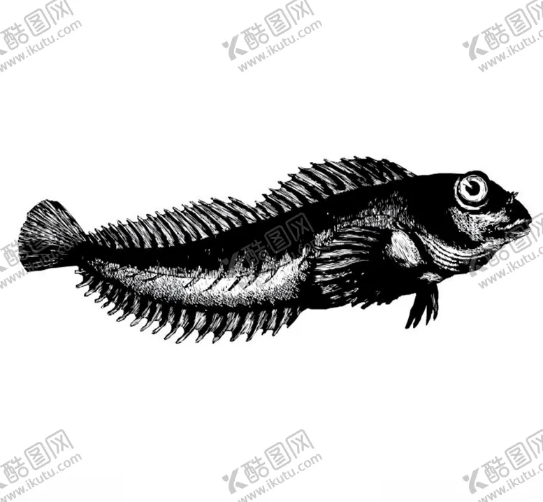 编号：40454810290454243273【酷图网】源文件下载-怪鱼