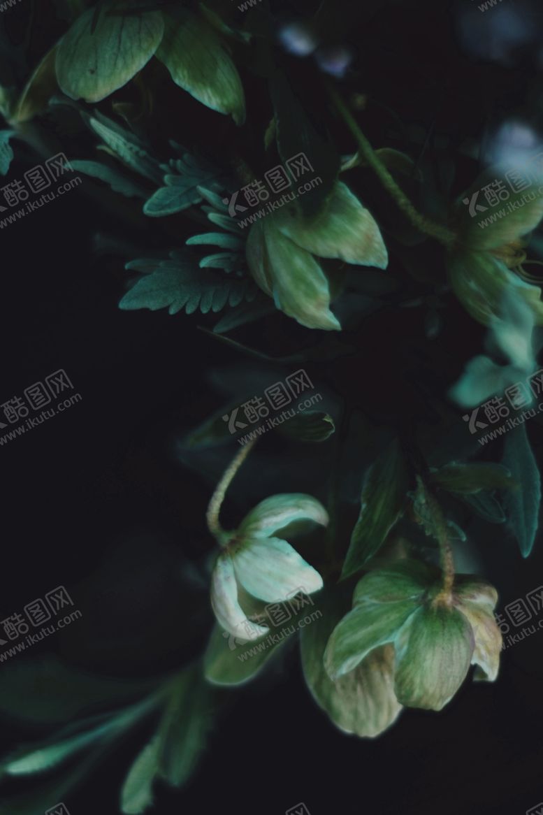 编号：54772509151714179708【酷图网】源文件下载-深色花