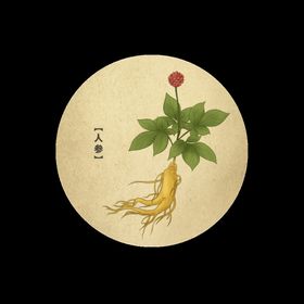 中草药植物-人参