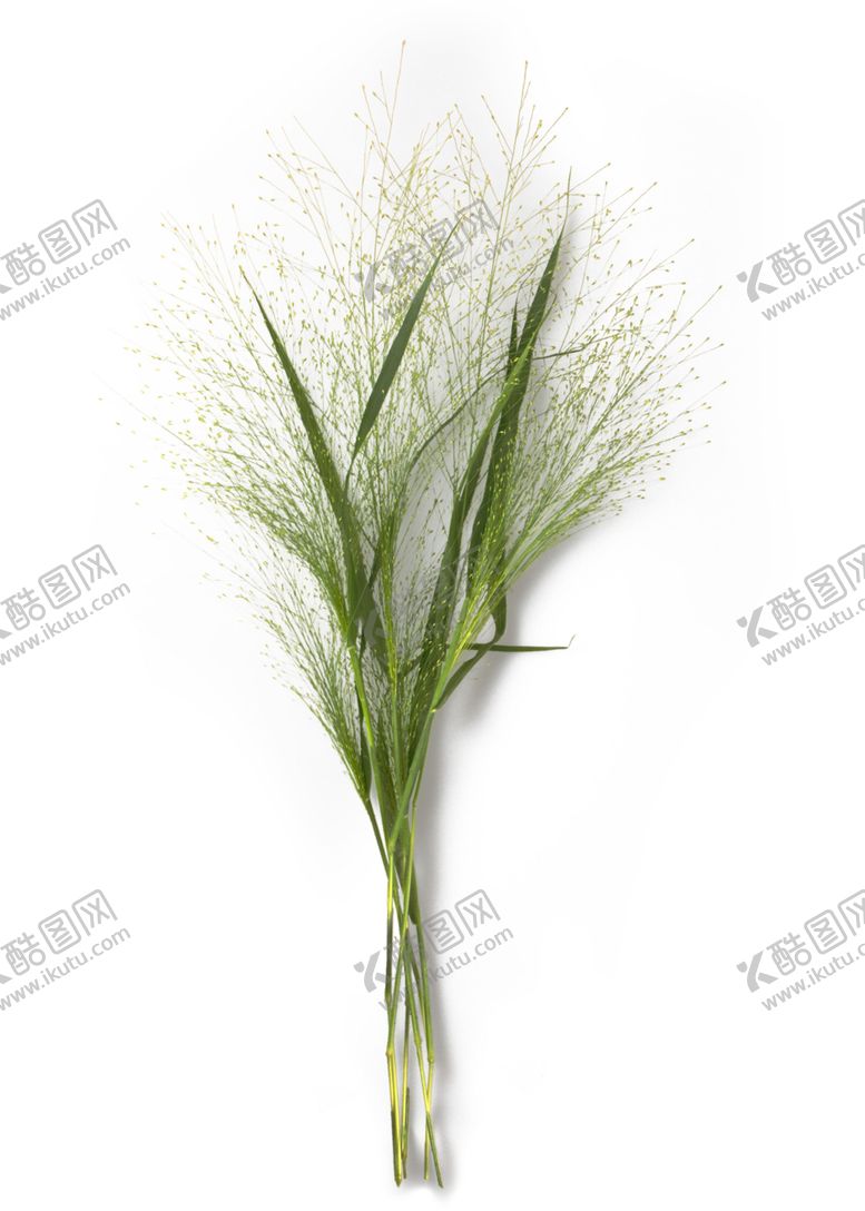编号：43946206262156331648【酷图网】源文件下载-植物装饰画