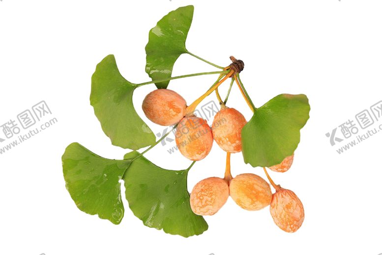 编号：46896309121425075302【酷图网】源文件下载-银杏叶