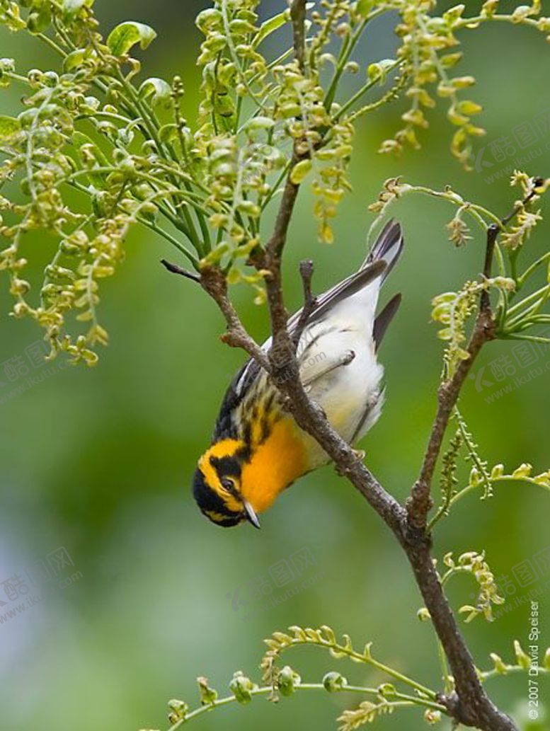 编号：28782709300139554854【酷图网】源文件下载-鸟摄影小鸟蓝色小鸟摄影图