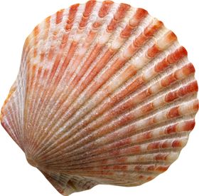 贝壳