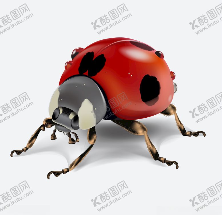 编号：56804809151733435162【酷图网】源文件下载-昆虫