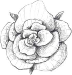 玫瑰花色彩绘画
