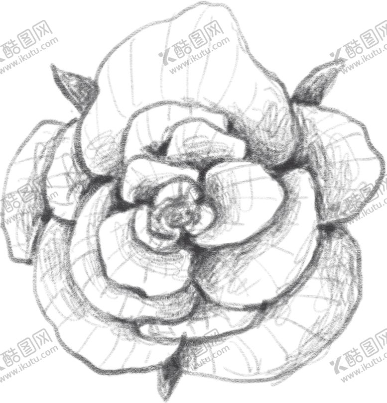 编号：32097807141400339953【酷图网】源文件下载-玫瑰花素描绘画