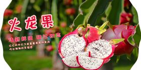 美食展板火龙果西瓜背景
