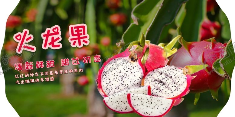 编号：90102207041949519778【酷图网】源文件下载-火龙果展板
