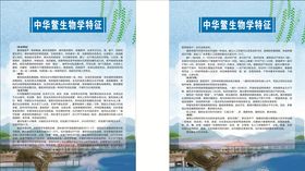 中华鳖