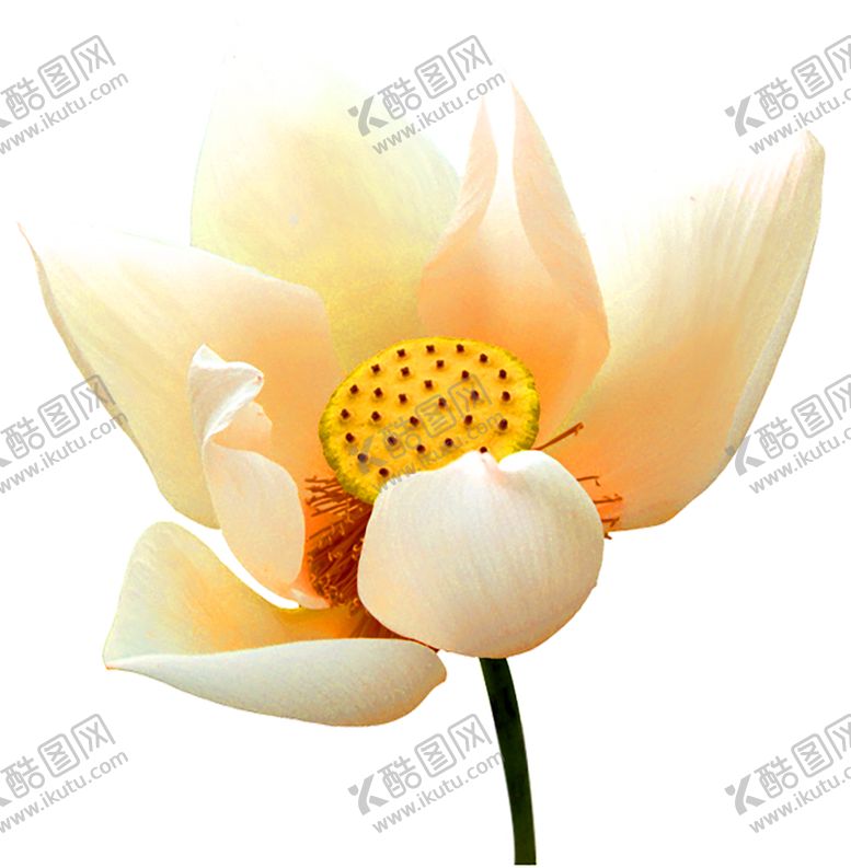 编号：86316705171655135005【酷图网】源文件下载-花素材
