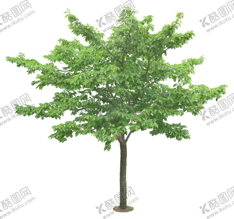 编号：39132809260423325431【酷图网】源文件下载-园林植物