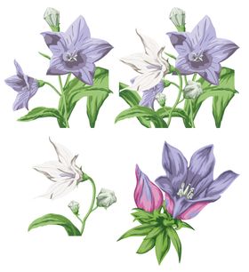 风铃草
