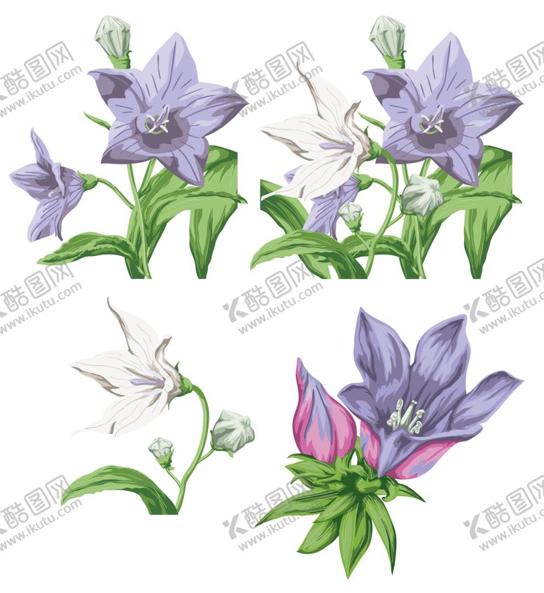 编号：33034505031337446914【酷图网】源文件下载-风铃草