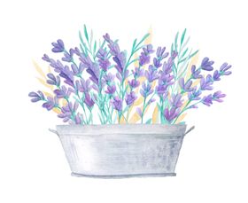 薰衣草
