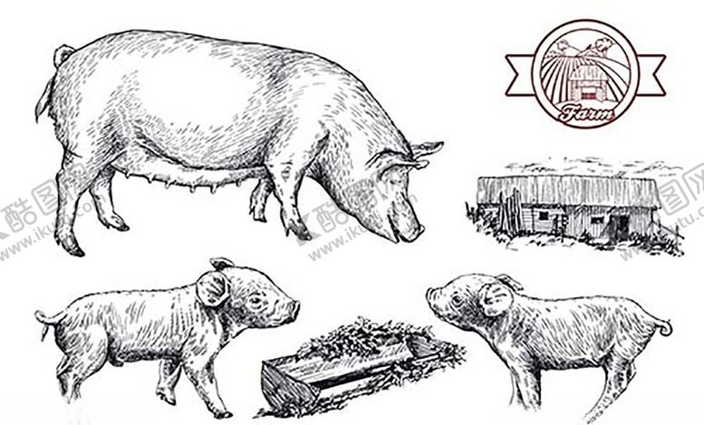 编号：14560610210515313984【酷图网】源文件下载-素描猪