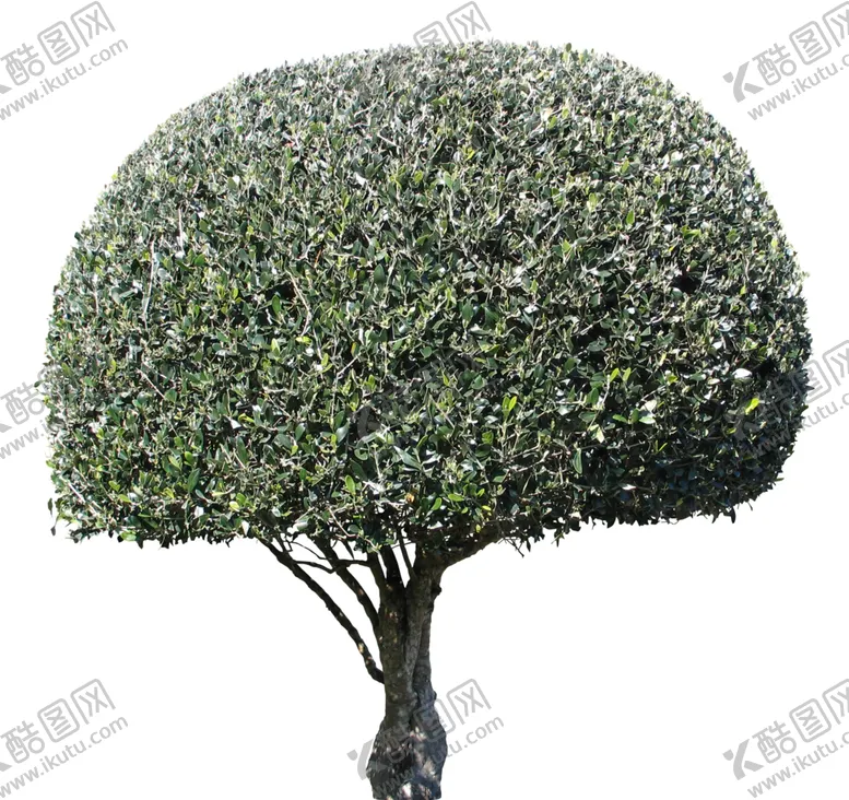 编号：43397406282214593865【酷图网】源文件下载-免扣树木素材