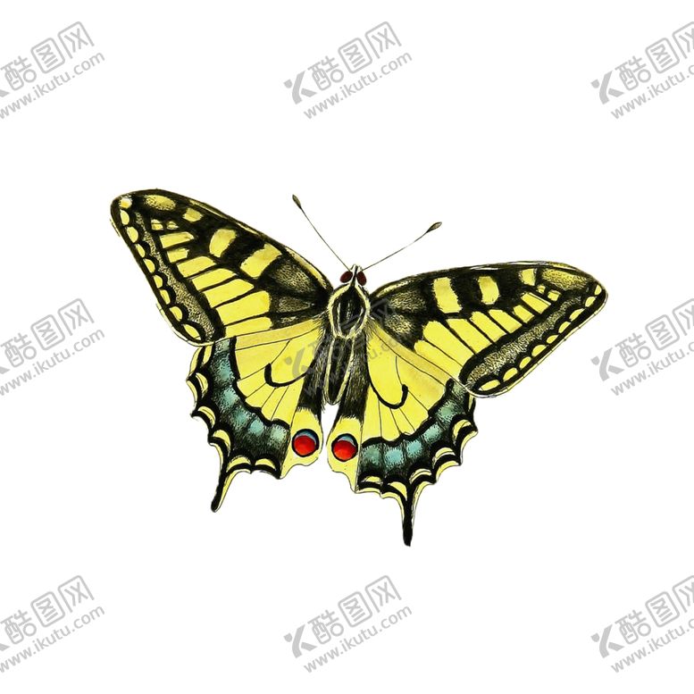 编号：85291805190455534956【酷图网】源文件下载-蝴蝶透明PNG免扣