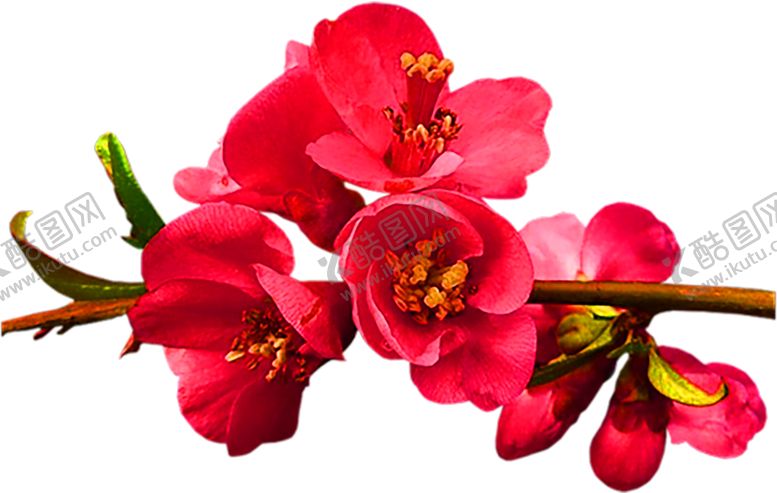 编号：94976110210700444459【酷图网】源文件下载-鲜花装饰