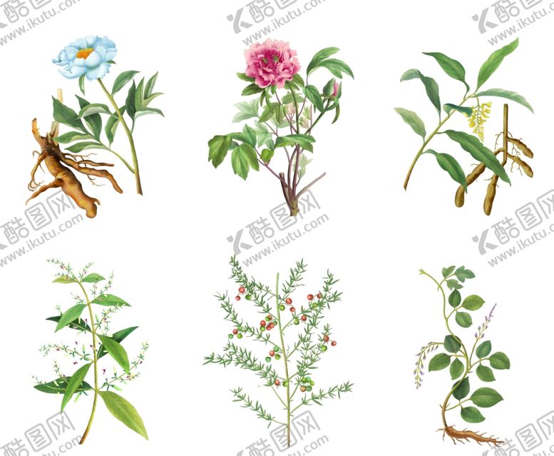 编号：57265410021937232934【酷图网】源文件下载-植物手绘抠图