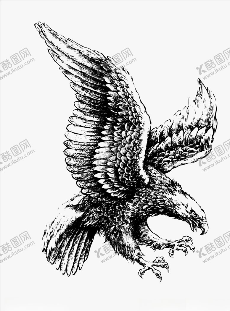 编号：51658210132210428829【酷图网】源文件下载-老鹰