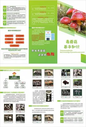 预防毒蘑菇三折页