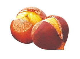 板栗