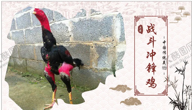 编号：56100705061530083364【酷图网】源文件下载-战斗冲锋鸡展板