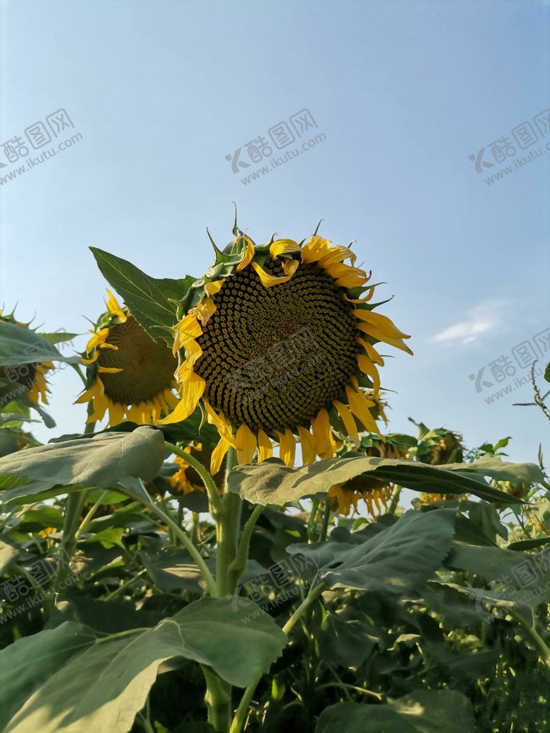 编号：10250501140441245646【酷图网】源文件下载-向日葵