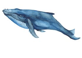 海洋生物鱼图案
