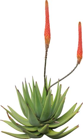 免扣植物素材