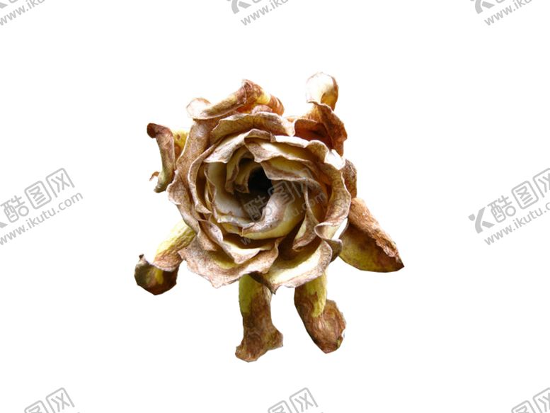 编号：51639609201527448733【酷图网】源文件下载-免抠背景干花枯花