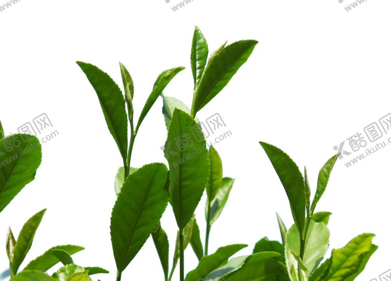 编号：78641202122027336755【酷图网】源文件下载-茶树茶叶春天