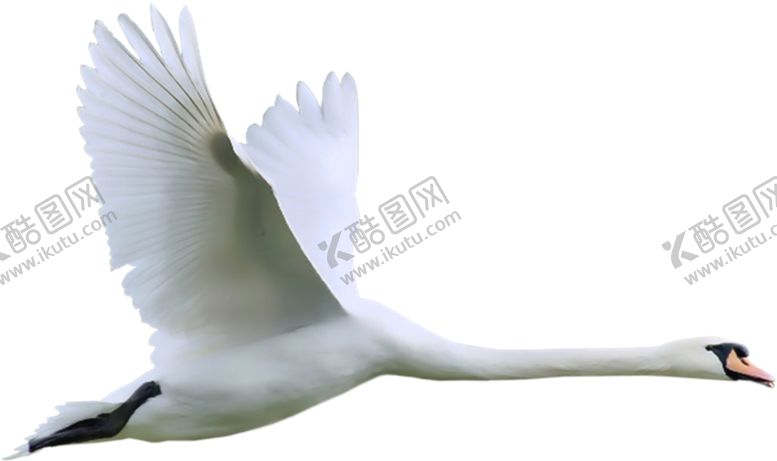 编号：87443705031705585452【酷图网】源文件下载-天鹅
