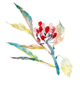 枸杞子包装标签